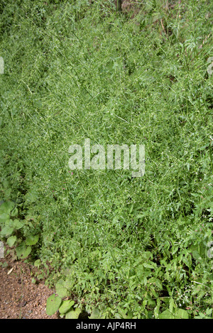 Corn Parsley, petroselinum segetum, Apiaceae, Umbelliferae Stock Photo