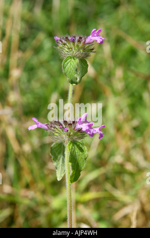 Field Woundwort, Stachys arvensis, Lamiaceae, Labiatae Stock Photo
