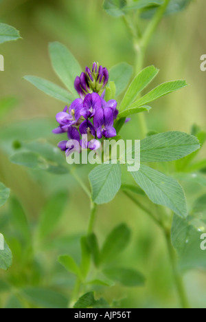 Lucerne or Alfalfa, Medicago sativa, Fabaceae (Leguminosae) Stock Photo