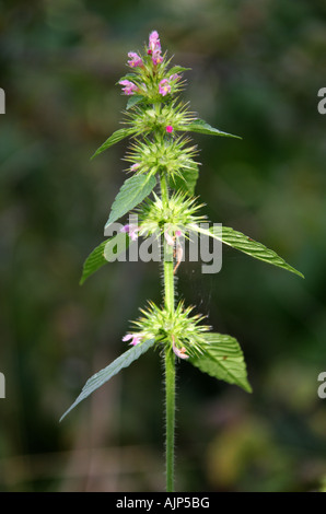 Red Hemp Nettle Galeopsis angustifolia Lamiaceae, Labiatae Stock Photo