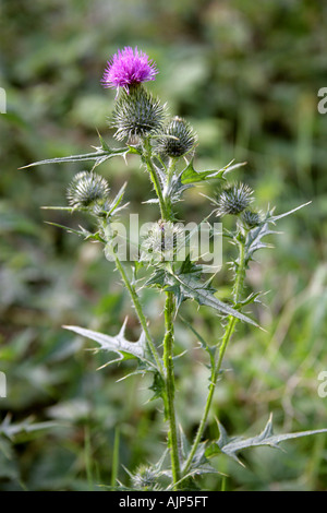 Spear Thistle, Cirsium vulgare, Asteraceae (Compositae) Stock Photo