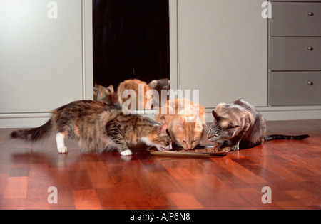 Norwegian Forest Cats and Oriental Shorthair Cat resting together in