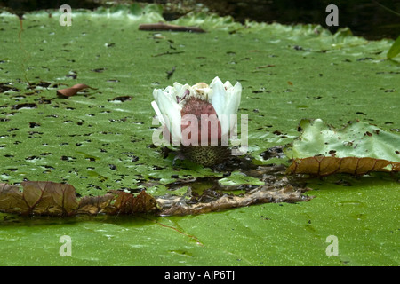 Wild Victoria regia or waterlily flower Victoria amazonica is the largest of all lilies Mamiraua Amazonas Brazil Stock Photo