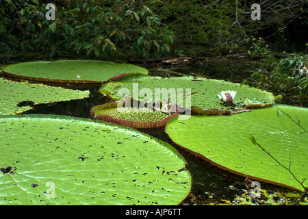 Wild Victoria regia or waterlily Victoria amazonica is the largest of all lilies Mamiraua Amazonas Brazil Stock Photo