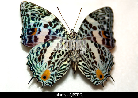 Spotted butterfly Baeotus baeotus preserved specimen Manaus Amazonas Brazil Stock Photo