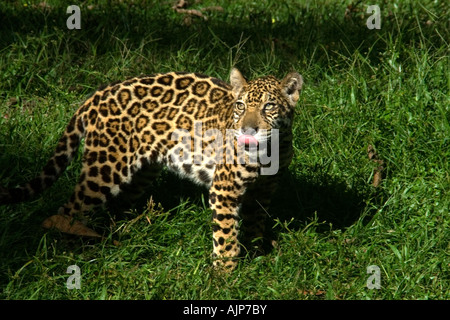 Jaguar Panthera onca Manaus Amazonas Brazil Stock Photo