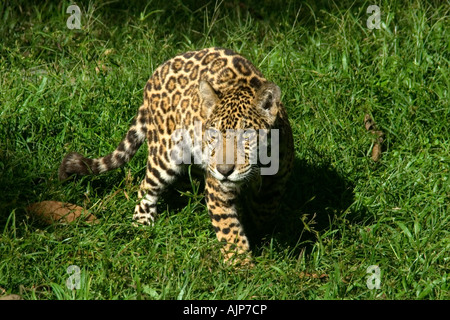 Jaguar Panthera onca Manaus Amazonas Brazil Stock Photo