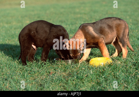 German Shepherd Dogs puppies 3 month Alsatian Stock Photo