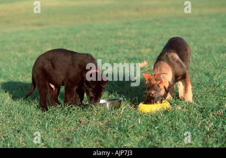 German Shepherd Dogs puppies 3 month Alsatian Stock Photo