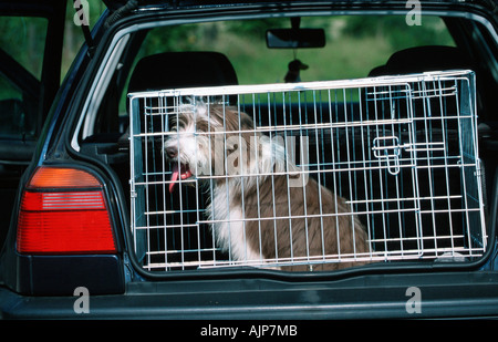 Bearded Collie puppy in car box Stock Photo