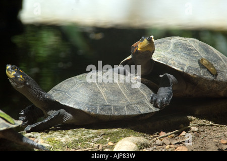 Yellow spotted amazon river turtle Podocnemis unifilis Manaus Amazonas Brazil Stock Photo