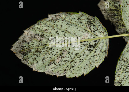 Raspberry rust Phragmidium rubi idaei on raspberry leaf Stock Photo