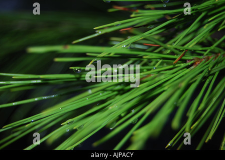 Pine needles in the rain Stock Photo