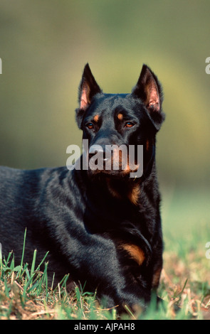 Beauceron Berger de Beauce cropped ears Stock Photo