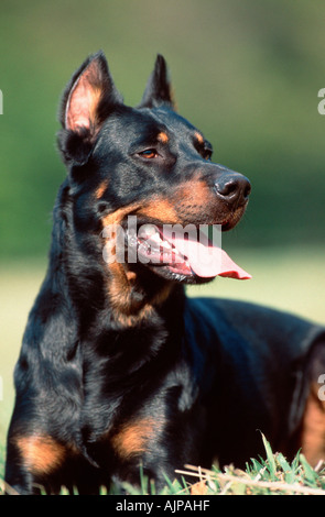 Beauceron Berger de Beauce cropped ears Stock Photo