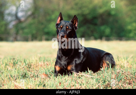 Beauceron Berger de Beauce cropped ears Stock Photo