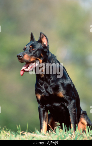 Beauceron Berger de Beauce cropped ears Stock Photo