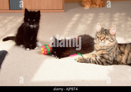 Norwegian Forest Cat with kittens Stock Photo