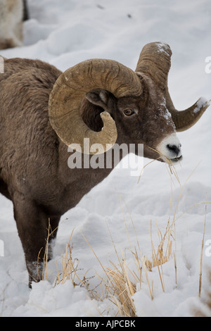Trophy rocky mountain bighorn sheep on cliff Stock Photo - Alamy