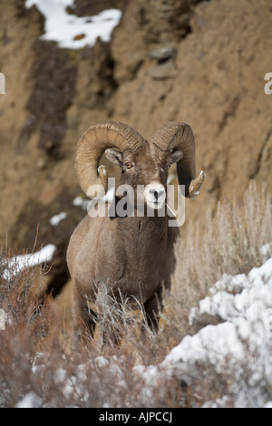 Trophy rocky mountain bighorn sheep on cliff Stock Photo - Alamy
