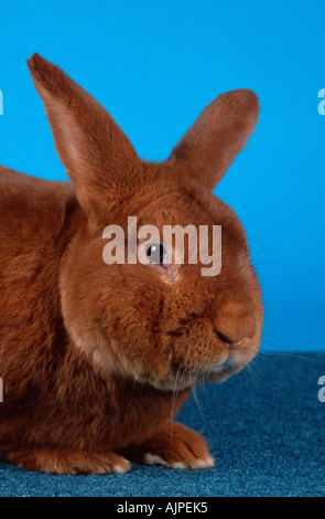 New Zealand Red Rabbit. Adult wearing red hairbow with white polka dots ...