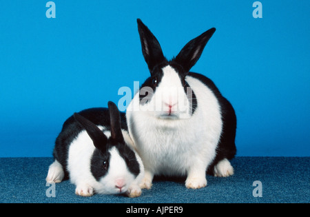Dutch Rabbit with young Stock Photo