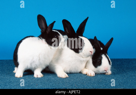 Dutch Rabbit with youngs Stock Photo