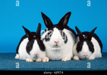 Dutch Rabbit with youngs Stock Photo
