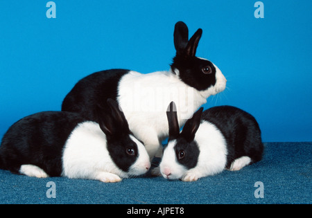Dutch Rabbit with youngs Stock Photo