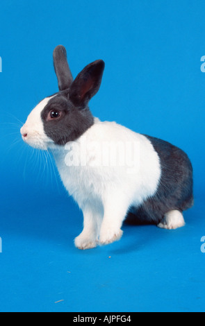 RABBIT, Dutch rabbit, sitting, studio, white background Stock Photo - Alamy