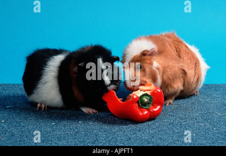 R eating sweet pepper, Rex Guinea Pig Pig, red and white and Rosette ...