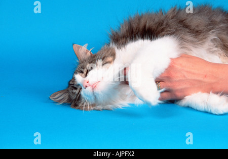 Norwegian Forest Cat black tabby mackerel white beeing stroked Stock Photo