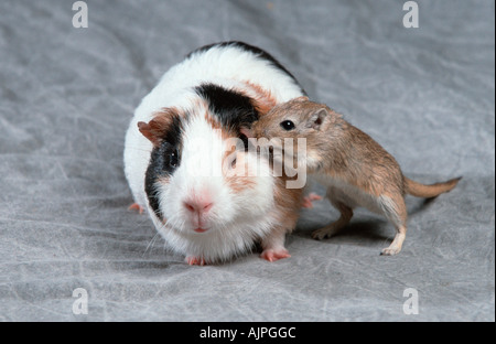 Guinea Pig and Gerbil Meriones unguiculatus Stock Photo