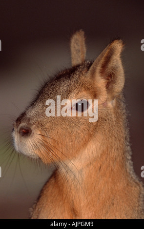 Mara Dolichotis patagonum Stock Photo