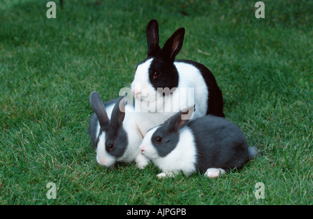 Dutch Rabbit with youngs Stock Photo