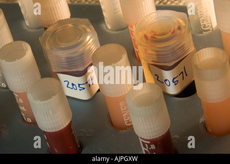 Blood samples from polar bear #20571, captured on the Beaufort Sea, will eventually be sent to Fairbanks, Alaska for further analysis. Stock Photo