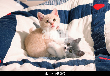 British Shorthair Cat kittens on bed Stock Photo