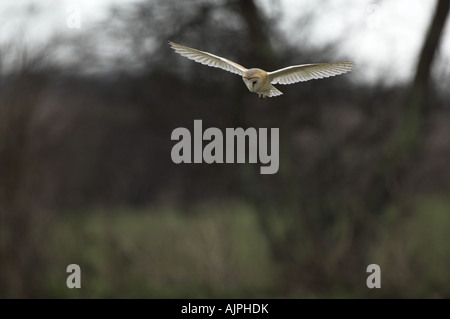 Barn Owl tyto alba hovering over rough pastureland in winter Norfolk England Stock Photo