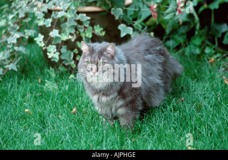 Norwegian Forest Cat blue silver tabby classic Stock Photo