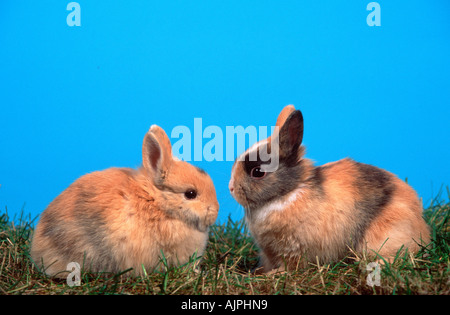 Young Dwarf Rabbits Stock Photo