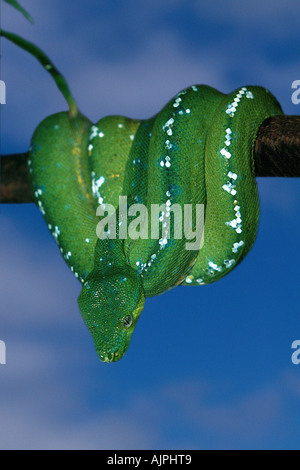 Green Tree Python Chondropython viridis Stock Photo