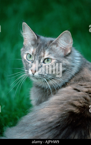 Norwegian Forest Cat blue silver torbie Stock Photo
