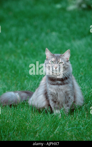 Norwegian Forest Cat blue silver torbie Stock Photo