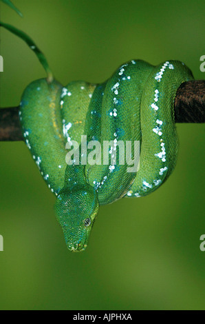 Green Tree Python Chondropython viridis Stock Photo