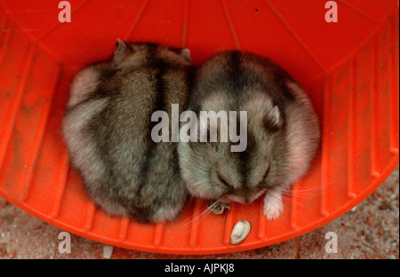 Dwarf Hamster pair Phodopus sungorus Siberian Hamster Russian Hamster Stock Photo