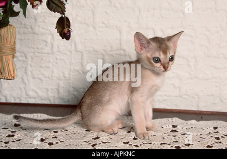 Singapura Cat kitten 8 weeks Stock Photo