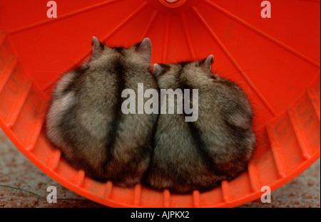 Dwarf Hamster pair Phodopus sungorus Siberian Hamster Russian Hamster Stock Photo