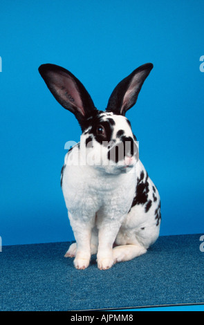Rex Rabbit No Background Rex rabbit in front of white background Stock Photo - Alamy