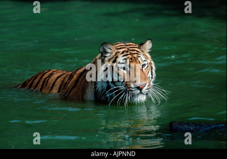 Sibirian Tiger Panthera tigris altaica Stock Photo