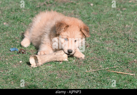 Sheeppoodle puppy 9 weeks gnawing on bone Old German Sheeepdog Stock Photo